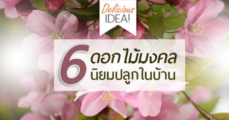 6 ดอกไม้มงคล ตามความเชื่อปลูกแล้วดี บ้านคุณมีหรือยัง!