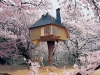 บ้านต้นไม้ประเทศญี่ปุ่น