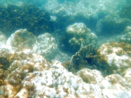 ปะการังฟอกขาว ภาพจาก ดร.ธรณ์