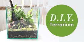 DIY Terrarium จากตู้ปลาเก่าดีไซน์เก๋