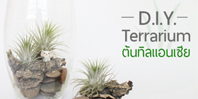 DIY Terrarium ต้นทิลแอนเซีย ตกแต่งง่าย อยู่ได้นาน