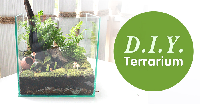 D.I.Y. Terrarium ต้นไม้ในโหลแก้ว