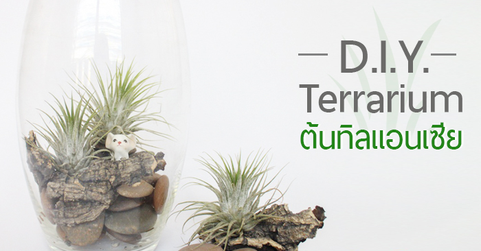 D.I.Y. Terrarium ต้นทิลแอนเซีย