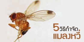 5 วิธีการกำจัดแมลงหวี่ ที่มักมากวนใจ