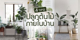 4 Tips! ง่ายๆ การปลูกต้นไม้ภายในบ้าน
