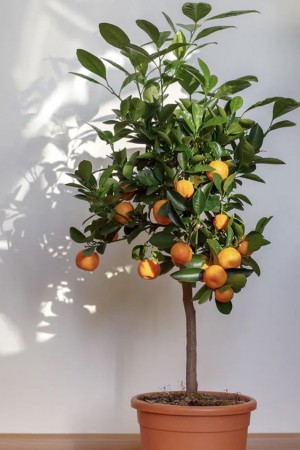 ต้นส้ม